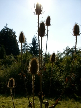 Disteln im Herbst